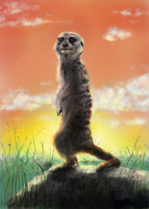 meerkat-dawn-copy
