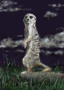 meerkat-night