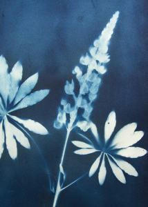 Lupine-Xray