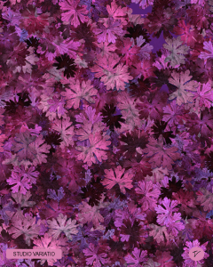 geranium-hot-purple