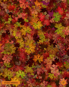 geranium-og-colors